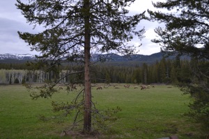 One of many herds of elk